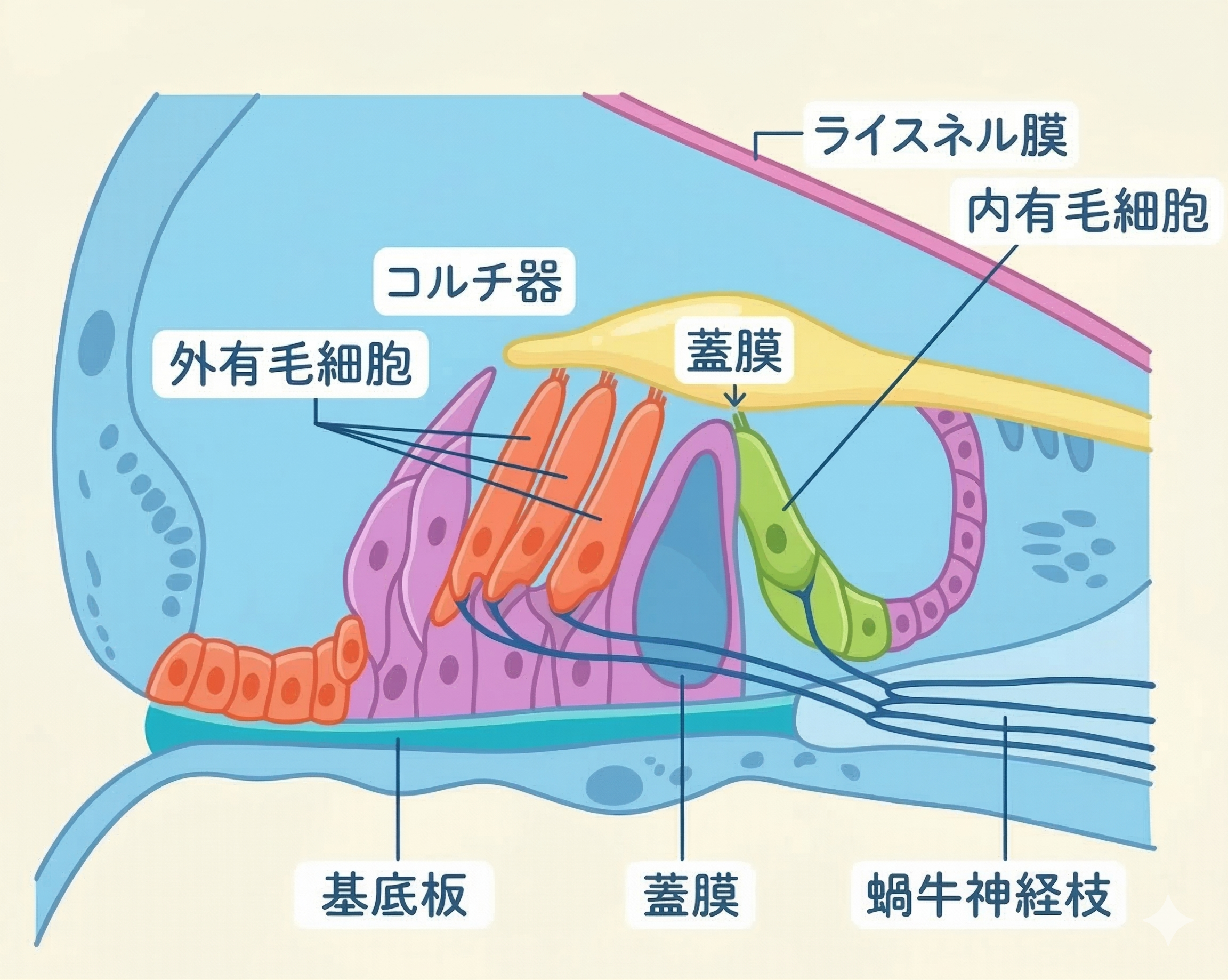 内有毛細胞と外有毛細胞の配列を示す図。内有毛細胞が1列、外有毛細胞が3列に並んでいる