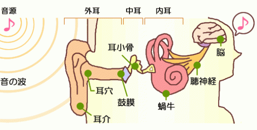 聴覚の全体経路図 — 伝音系（外耳・中耳）と感音系（内耳・神経）の流れ