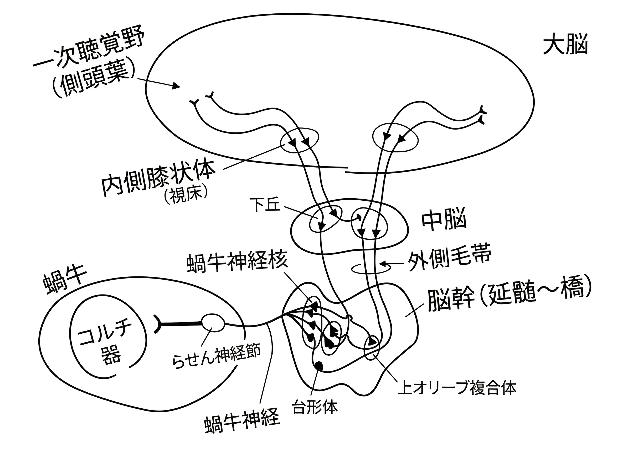 聴覚神経伝達経路図 — 内耳から大脳皮質までの信号の流れ