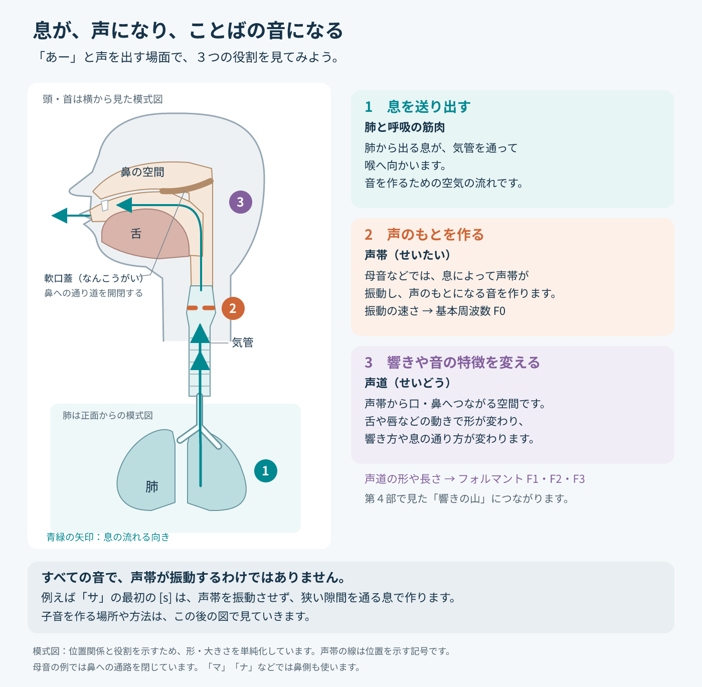 「あー」と声を出す場面の模式図（頭・首は横から、肺は正面から）。1 息を送り出す：肺と呼吸の筋肉により、肺から出る息が気管を通って喉へ向かう。2 声のもとを作る：母音などでは息によって声帯が振動し、声のもとになる音を作る。振動の速さが基本周波数F0に関わる。3 響きや音の特徴を変える：声帯から口・鼻へつながる声道の形が、舌や唇などの動きで変わる。声道の形や長さがフォルマントF1・F2・F3に関わる。軟口蓋は鼻への通り道を開閉し、この母音の例では閉じている。すべての音で声帯が振動するわけではなく、例えば「サ」の最初の[s]は声帯を振動させずに作る。