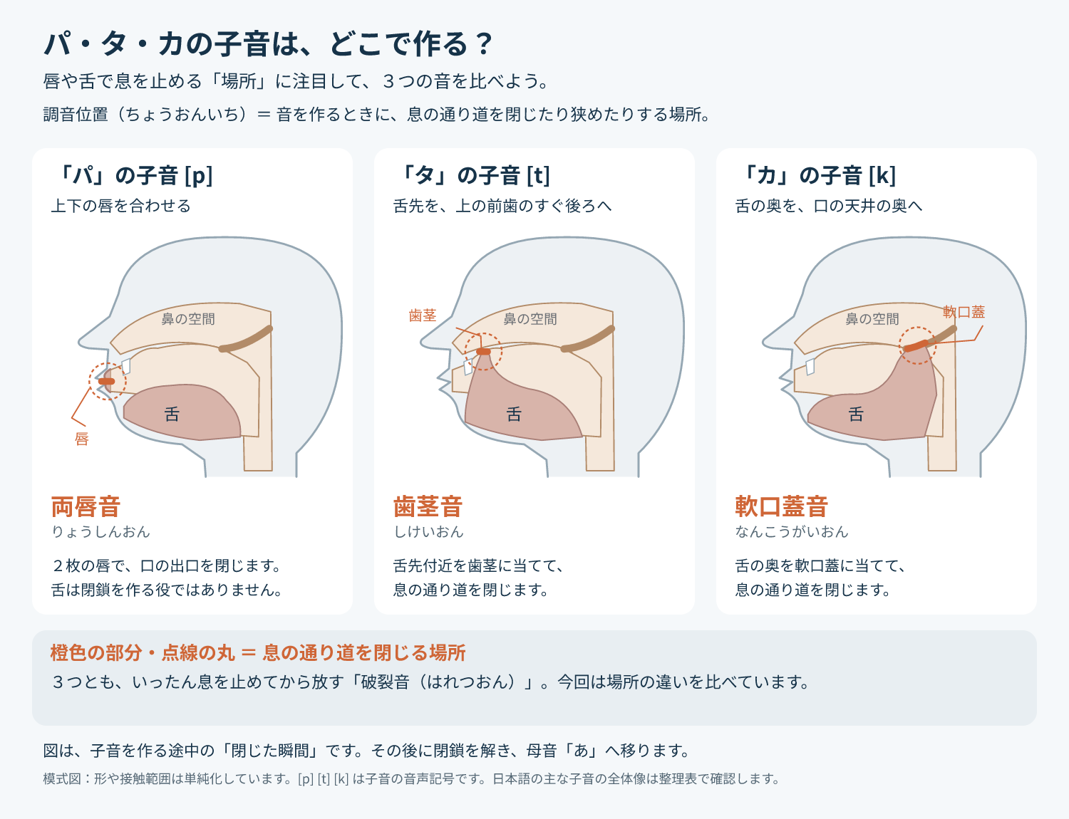 パ・タ・カの子音を作る場所を比べた３つの口の断面模式図。「パ」の子音[p]：上下の唇を合わせて口の出口を閉じる（両唇音、りょうしんおん）。「タ」の子音[t]：舌先付近を上の前歯のすぐ後ろの歯茎に当てて閉じる（歯茎音、しけいおん）。「カ」の子音[k]：舌の奥を口の天井の奥の軟口蓋に当てて閉じる（軟口蓋音、なんこうがいおん）。閉じる場所を橙色の部分と点線の丸で示す。３つとも、いったん息を止めてから放す破裂音で、図は閉じた瞬間を表す。