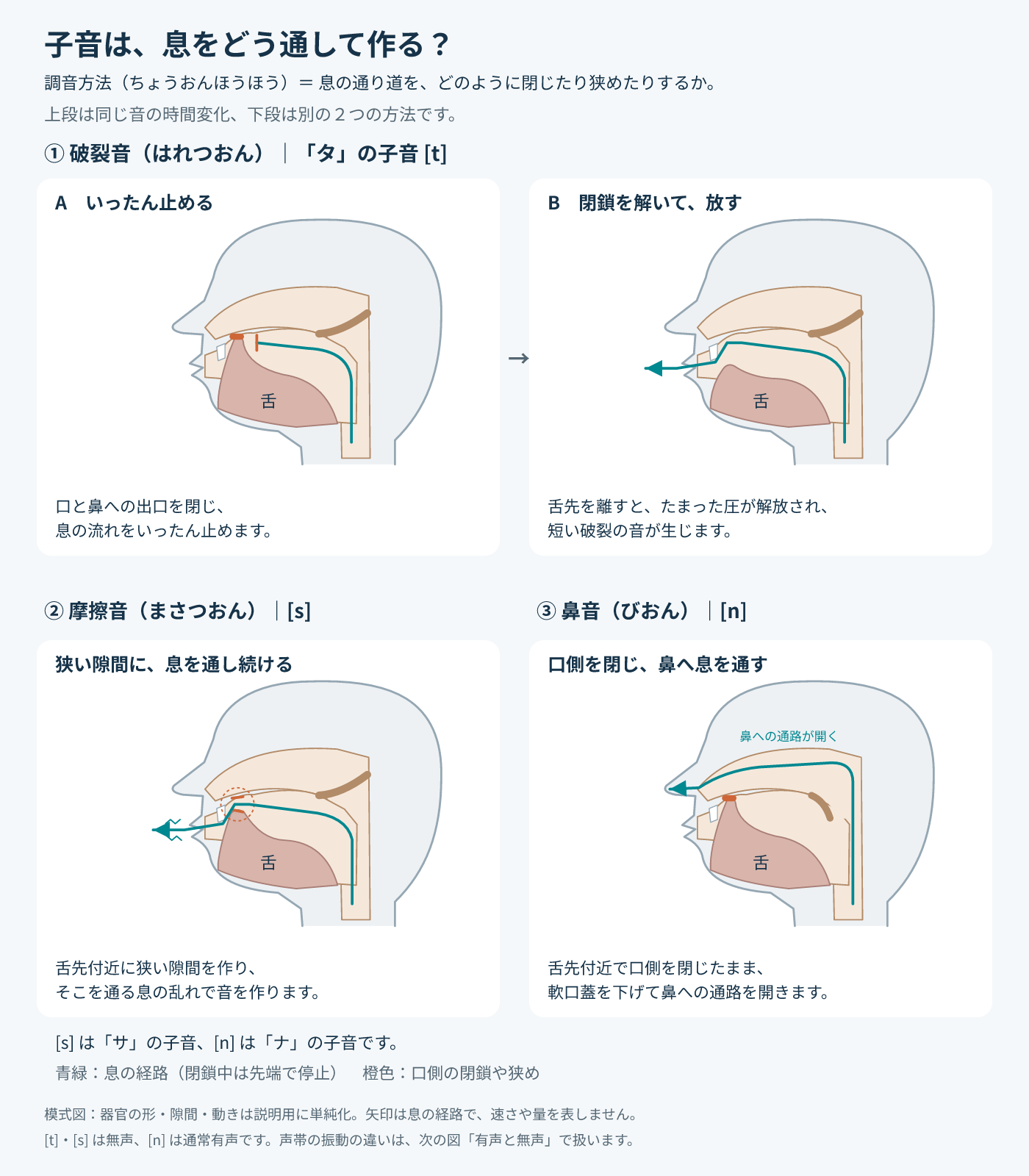 子音を作る方法を比べた４コマの断面模式図。①破裂音：「タ」の子音[t]。A 口と鼻への出口を閉じ、息の流れをいったん止める。B 舌先を離すと、たまった圧が解放され、短い破裂の音が生じる。②摩擦音：[s]。舌先付近に狭い隙間を作り、そこを通る息の乱れで音を作る。③鼻音：[n]。舌先付近で口側を閉じたまま、軟口蓋を下げて鼻への通路を開く。青緑の線は息の経路、橙色は口側の閉鎖や狭め。[t]・[s]は無声、[n]は通常有声。