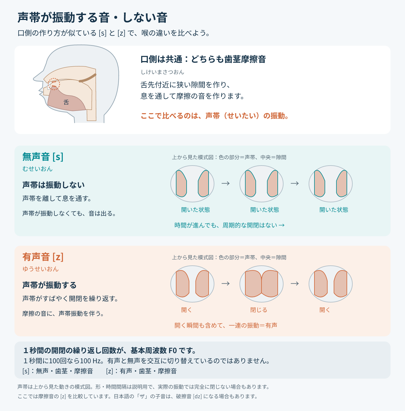口側の作り方が似ている[s]と[z]で、声帯の振動を比べた模式図。口側はどちらも歯茎摩擦音で、舌先付近に狭い隙間を作り、息を通して摩擦の音を作る。無声音[s]：声帯を離して息を通し、時間が進んでも周期的な開閉はない。声帯が振動しなくても音は出る。有声音[z]：声帯がすばやく開く・閉じる・開くを繰り返し、摩擦の音に声帯振動を伴う。開く瞬間も含めて一連の振動が有声。１秒間の開閉の繰り返し回数が基本周波数F0で、１秒間に100回なら100 Hz。有声と無声を交互に切り替えているのではない。日本語の「ザ」の子音は破擦音[dz]になる場合もある。